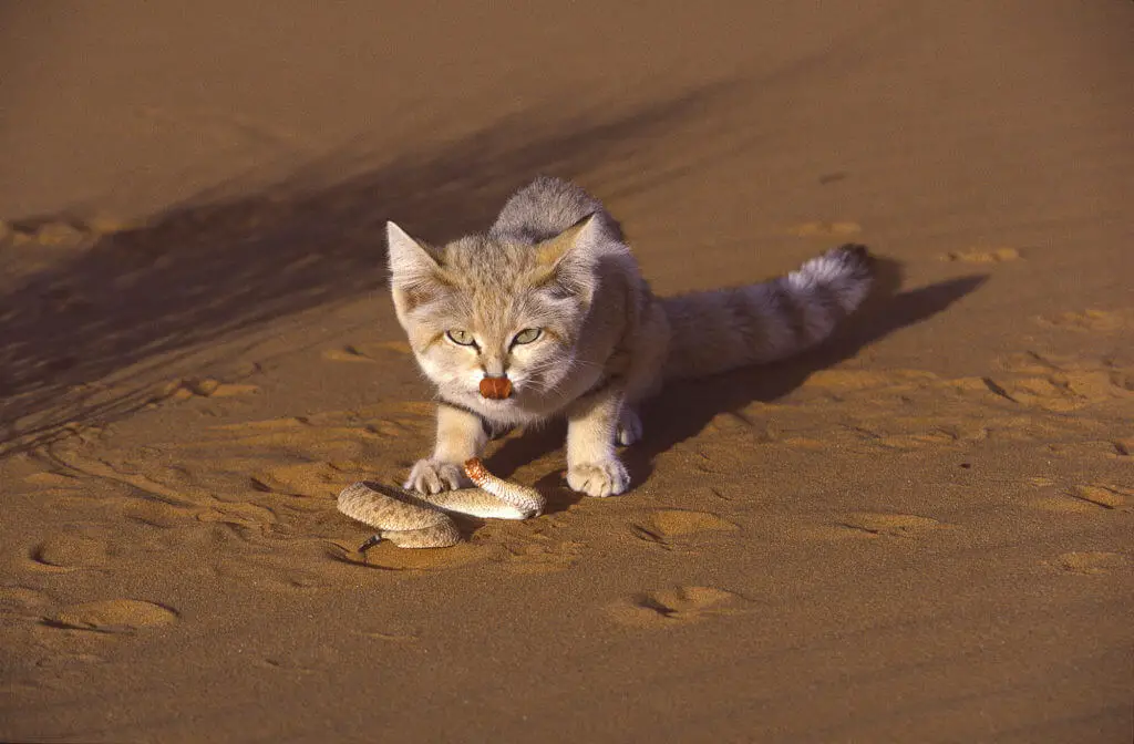 Le chat des sables Stars du web rois du désert algérienfile72uii4n0p77r3zuk6nj scaled 1