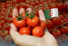 Tomates algériennes