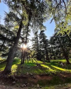 Le Parc National de Théniet El Had