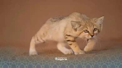 Le chat des sables