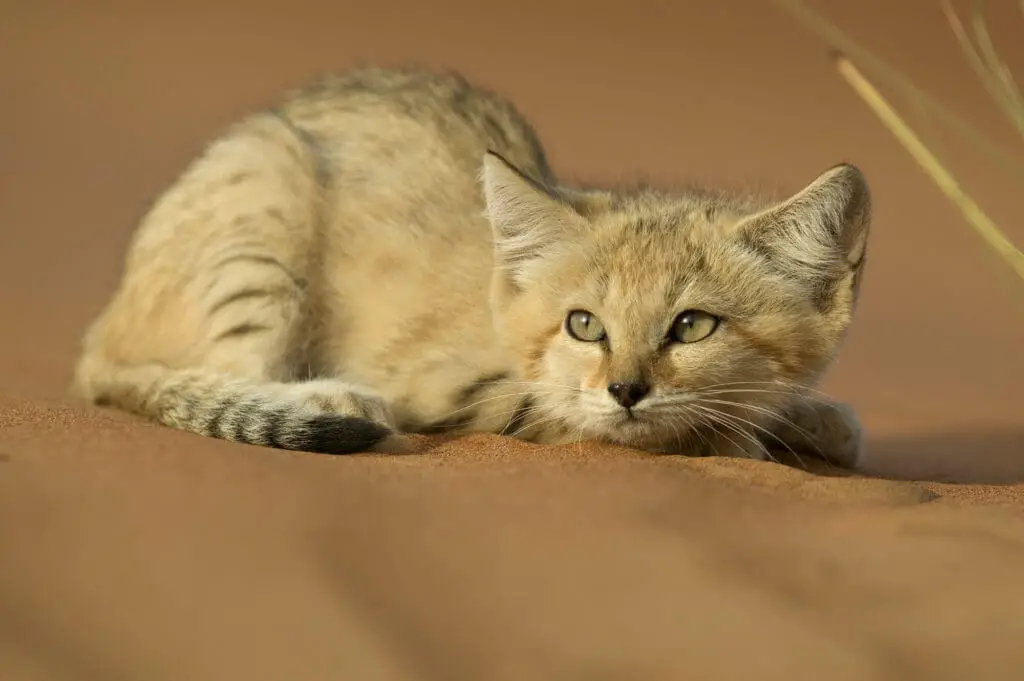 Le chat des sables Stars du web rois du désert algérienfile72uii4j1f1ywsacx6nl scaled 1