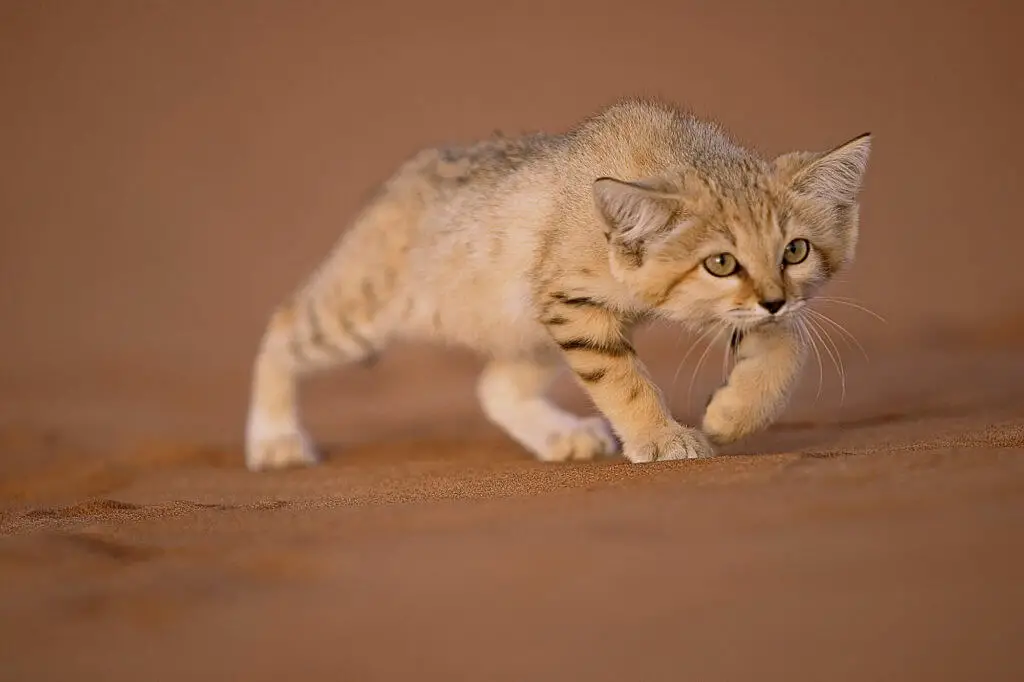 Le chat des sables Stars du web rois du désert algérienfile72uii4m5cw91gzdg26nm scaled 1