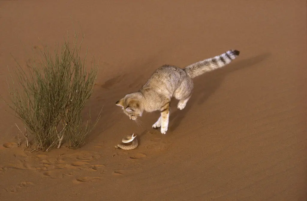 Le chat des sables Stars du web rois du désert algérienfile72uii4o231zz5z8e28c scaled 1