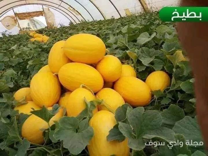 Oued Souf le nouvel eldorado agricole de lu2019Algérie PHOTOS 95327891 345049336469505 3022531304110424064 n