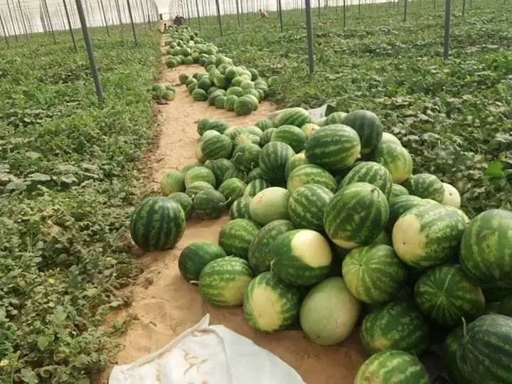 Oued Souf le nouvel eldorado agricole de lu2019Algérie PHOTOS 95436036 345049719802800 3778852165645238272 n