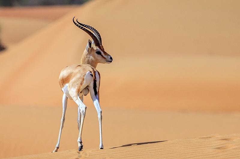 La gazelle