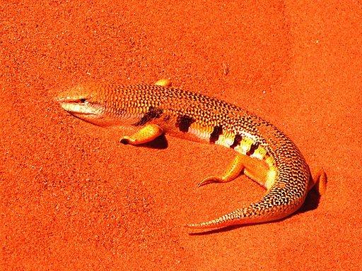 Connaissez-vous les animaux menacés d’extinction dans le Grand Sud algérien ? 13 Le%CC%81zard jaune