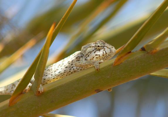 Connaissez-vous les animaux menacés d’extinction dans le Grand Sud algérien ? 8 Le came%CC%81le%CC%81on commun