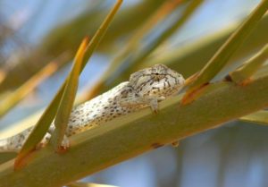 animaux menacés d’extinction