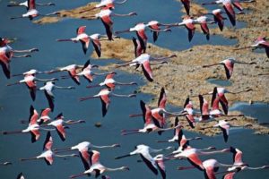 Le flamant rose