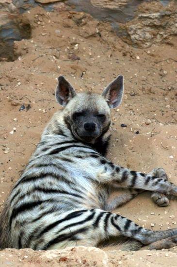 Connaissez-vous les animaux menacés d’extinction dans le Grand Sud algérien ? 5 Lu2019hye%CC%80ne raye%CC%81e