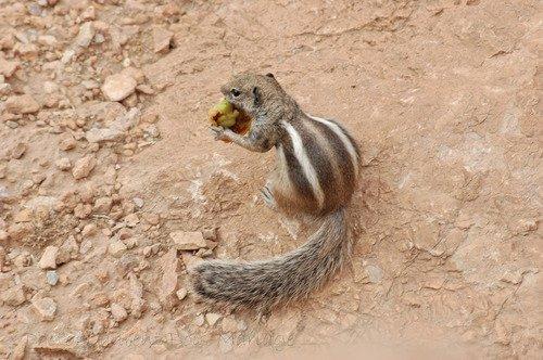 Connaissez-vous les animaux menacés d’extinction dans le Grand Sud algérien ? 3 e%CC%81cureuil de Barbarie