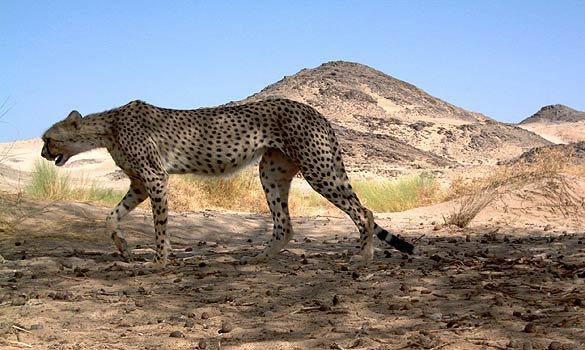 Connaissez-vous les animaux menacés d’extinction dans le Grand Sud algérien ? 11 le gue%CC%81pard du Tassili