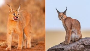 lynx caracal