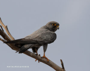 233727330 4659145074106938 2925949202008102218 n