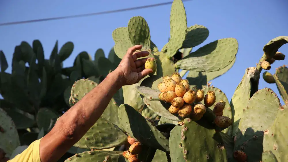 La figue de Barbarie un fruit venu dailleurs devenu produit du terroir en Algérie1