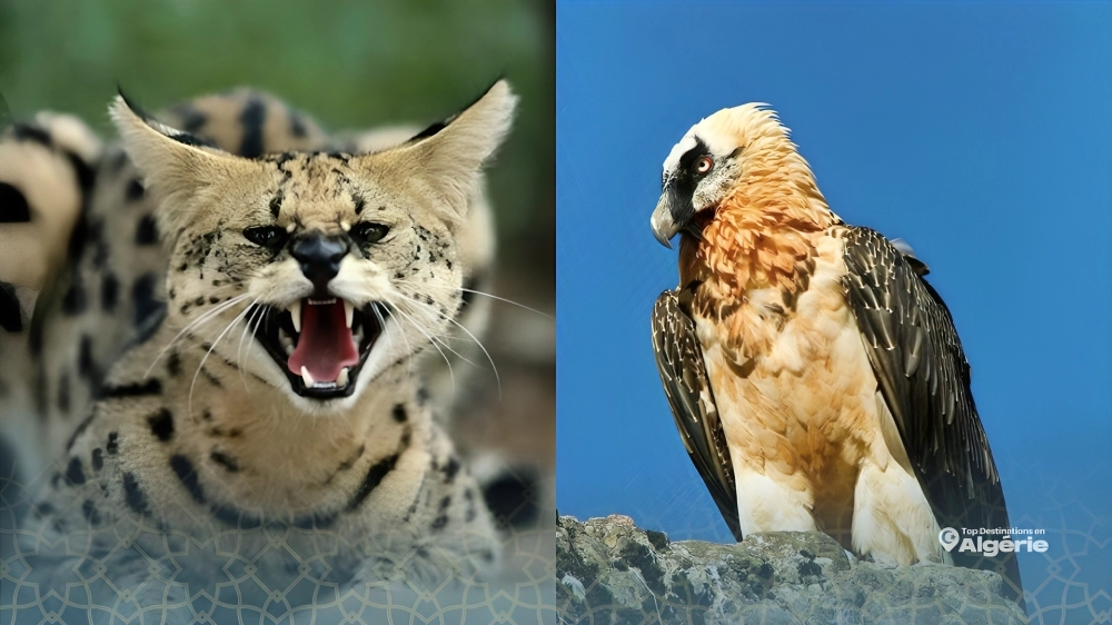 animaux en Algérie