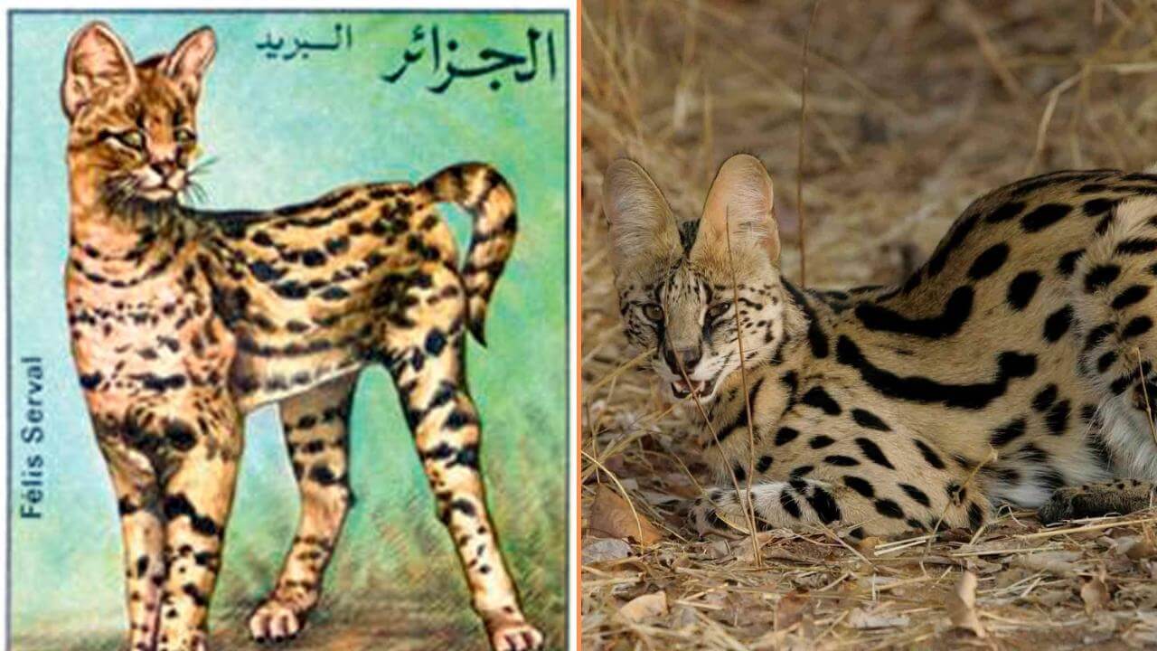 Des animaux en Algérie dont vous n'avez probablement pas l'idée de leur existence 11 Fe%CC%81lise Serval