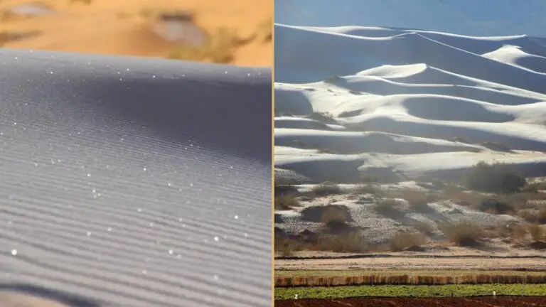 Colossal les images du désert algérien enneigé fascinent les internautes