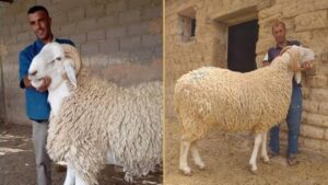 Ouled Djellal