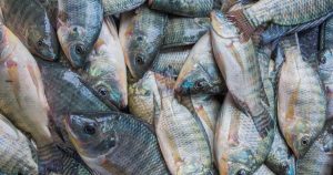 Tilapia le poisson le plus consommé au monde