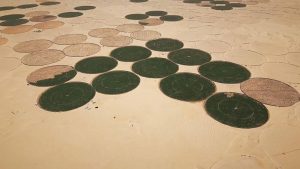 Du sable aux pommes de terre Comment lAlgérie a galvanisé son secteur agricole 3
