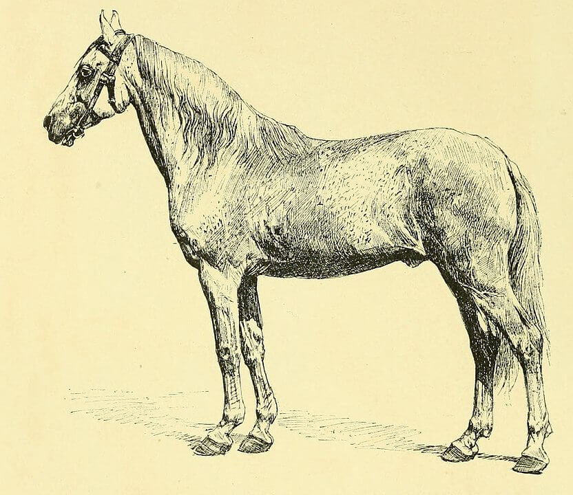 Ginette Aumassip Kadri : le plus ancien cheval du monde serait d’origine algérienne (VIDÉO) 2 Ginette Aumassip Kadri