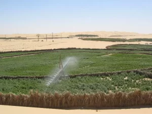 agriculture sud algerie