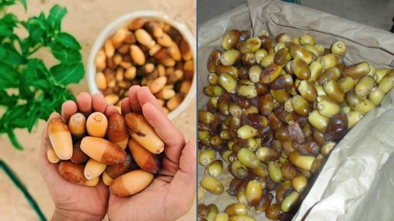 Dattes d'Algérie se classe quatrième producteur mondial selon la FAO 2 M'Naguer