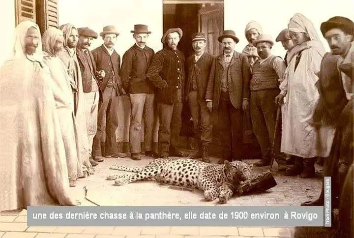 Le leopard de Barbarie reapparaissait en Algerie VIDEO 1