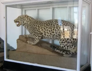 Le leopard de Barbarie reapparaissait en Algerie VIDEO 3