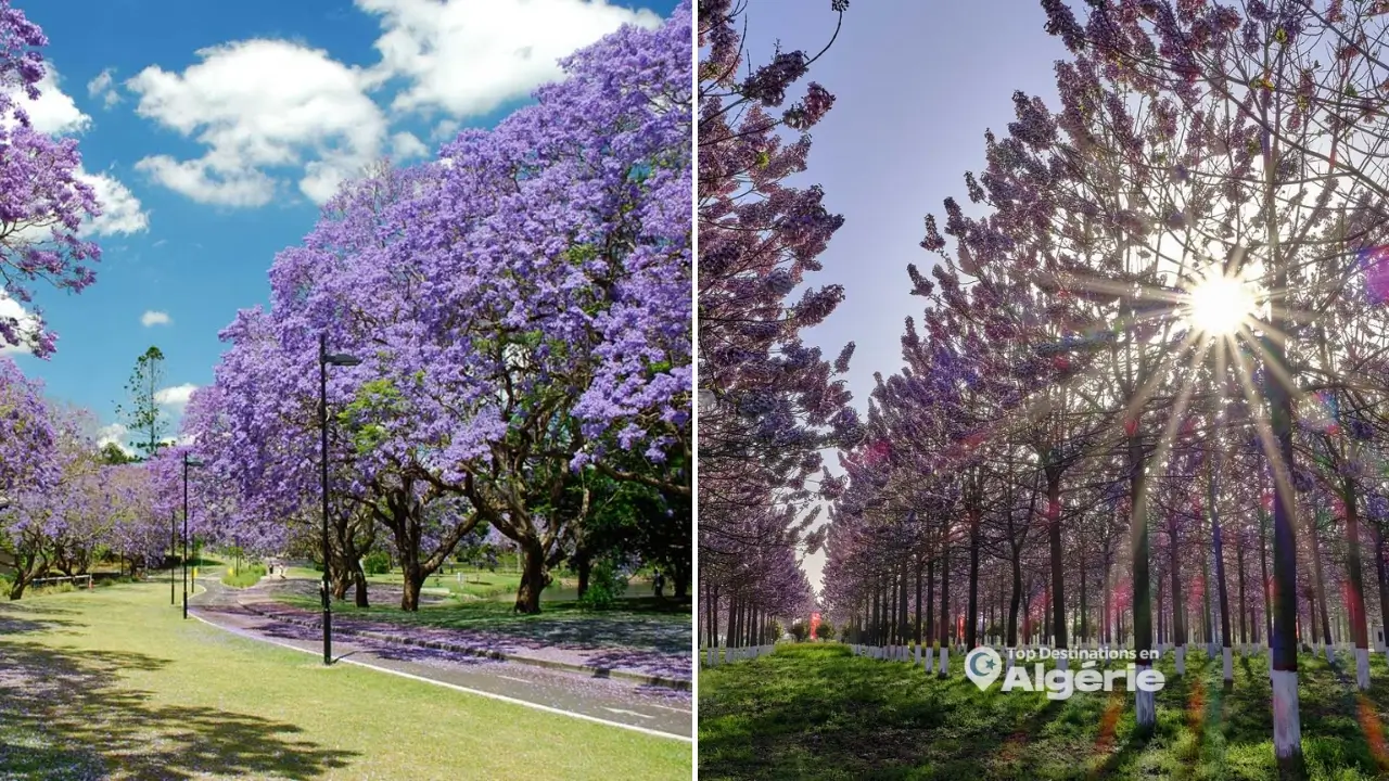 arbre Paulownia