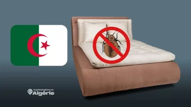 punaises de lit en Algérie