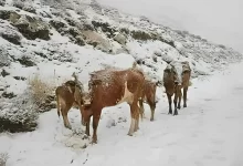 flocons de neige