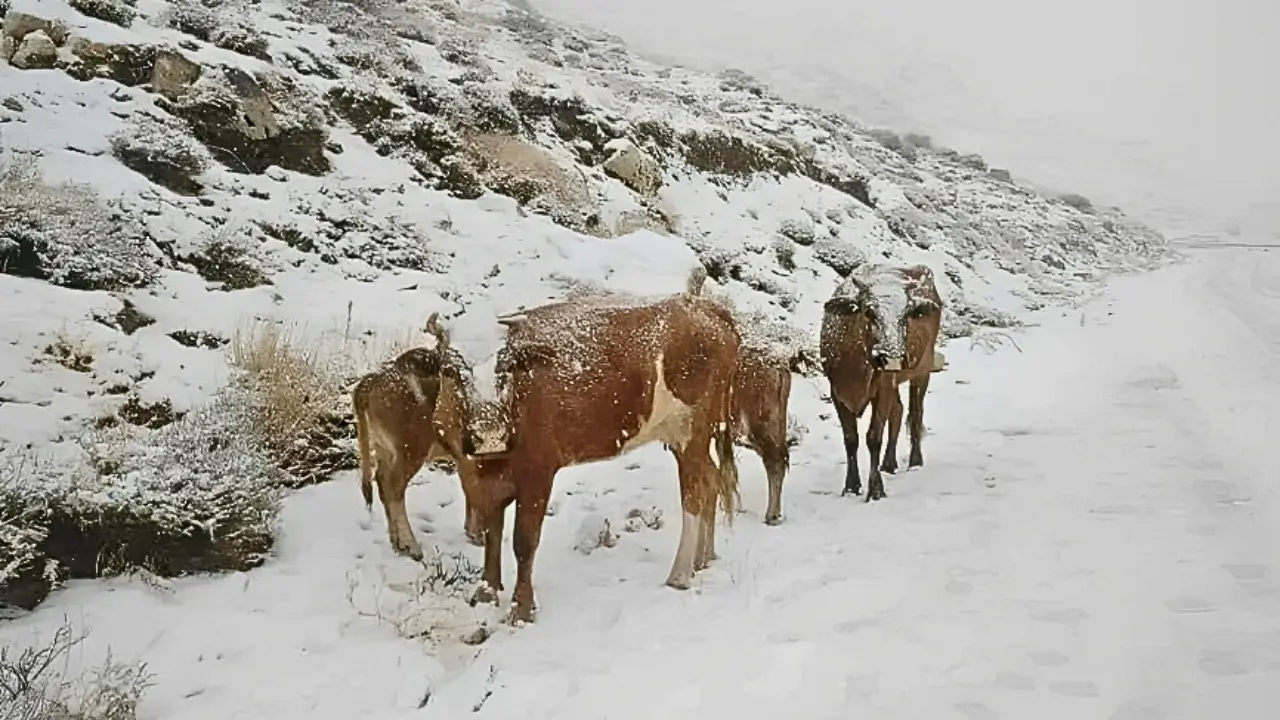 flocons de neige