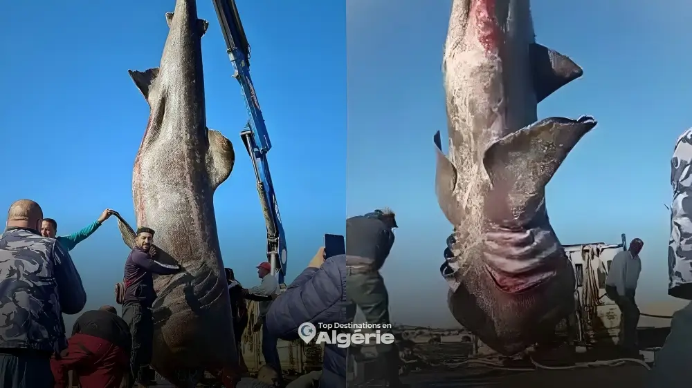 requin pèlerin