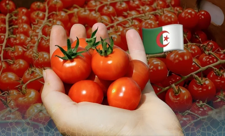 Tomates algériennes