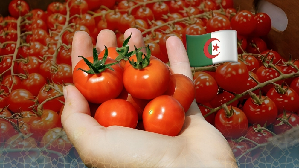 Tomates algériennes