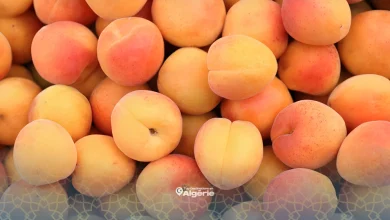 production d'Abricots
