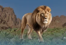 lion africain