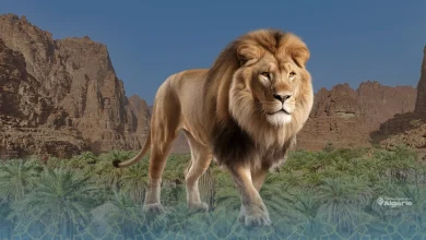 lion africain