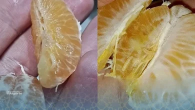 Mandarines