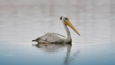 pélican gris