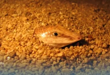 poisson des sables