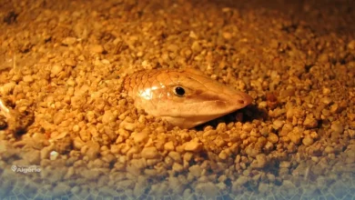 poisson des sables