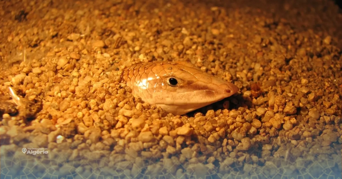 Le poisson des sables du Sahara algérien affole les réseaux sociaux 1 poisson des sables