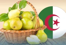 poire algérienne