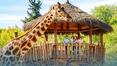 safari