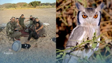 Biodiversité : une mission algérienne révèle de nouveaux trésors du désert 21 Biodiversité