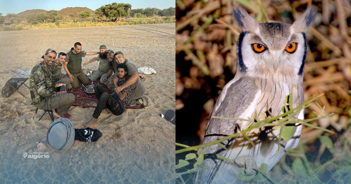 Biodiversité : une mission algérienne révèle de nouveaux trésors du désert 1 Biodiversité